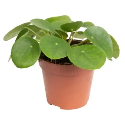 Grünpflanzen Trend-Mix, Aufrecht Wachsend , Topf 12 Cm Ø 19 Grünpflanzen Trend-Mix, Aufrecht Wachsend , Topf 12 Cm Ø -Gartengeschäft 0220150064 7