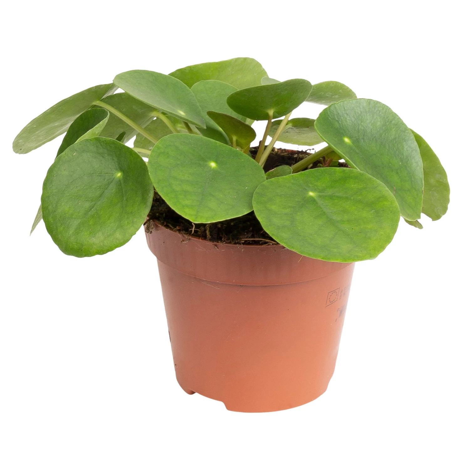 Grünpflanzen Trend-Mix, Aufrecht Wachsend , Topf 12 Cm Ø 6 Grünpflanzen Trend-Mix, Aufrecht Wachsend , Topf 12 Cm Ø – Bild 6