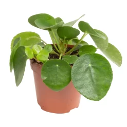 Grünpflanzen Trend-Mix, Aufrecht Wachsend , Topf 12 Cm Ø 20 Grünpflanzen Trend-Mix, Aufrecht Wachsend , Topf 12 Cm Ø -Gartengeschäft 0220150064 8