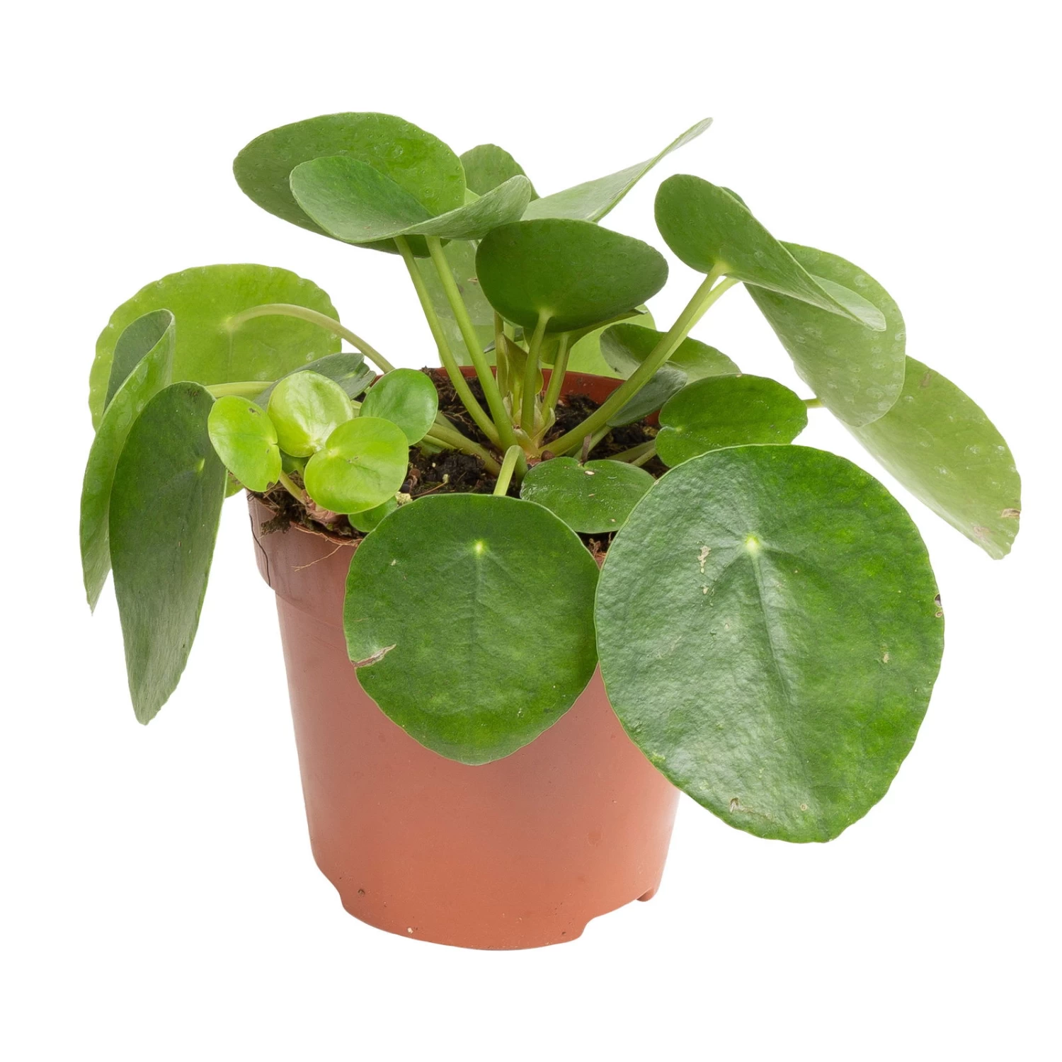 Grünpflanzen Trend-Mix, Aufrecht Wachsend , Topf 12 Cm Ø 7 Grünpflanzen Trend-Mix, Aufrecht Wachsend , Topf 12 Cm Ø – Bild 7