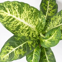 Dieffenbachie 'Mars' Inkl. Topf Tusca Weiß, Topf-Ø17cm, Höhe Ca. 50-60 Cm -Gartengeschäft 0220170044 Dieffenbachia Mars 17 cm 4