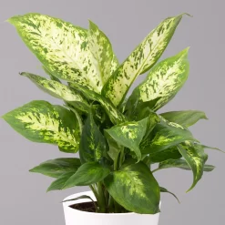 Dieffenbachie 'Compacta' Mit Keramiktopf Dallas Weiß, Topf-Ø12cm, 3er-Set -Gartengeschäft 0220170084 Dieffenbachia Compacta mit Topf Dallas weiss 2