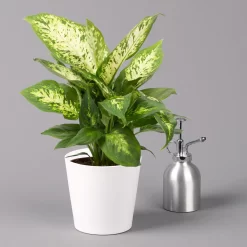 Dieffenbachie 'Compacta' Mit Keramiktopf Dallas Weiß, Topf-Ø12cm, 3er-Set -Gartengeschäft 0220170084 Dieffenbachia Compacta mit Topf Dallas weiss 3
