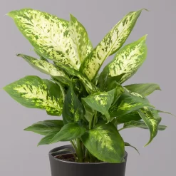 Dieffenbachie 'Compacta' Mit Keramiktopf Dallas Anthrazit, Topf-Ø12cm, 3er-Set -Gartengeschäft 0220170085 Dieffenbachia Compacta mit Topf Dallas anthrazit 2