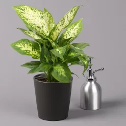 Dieffenbachie 'Compacta' Mit Keramiktopf Dallas Anthrazit, Topf-Ø12cm, 3er-Set -Gartengeschäft 0220170085 Dieffenbachia Compacta mit Topf Dallas anthrazit 3