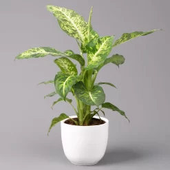 Dieffenbachie 'Mars' Inkl. Topf Tusca Weiß, Topf-Ø17cm, Höhe Ca. 50-60 Cm