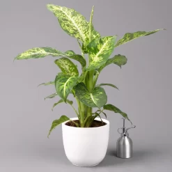 Dieffenbachie 'Mars' Inkl. Topf Tusca Weiß, Topf-Ø17cm, Höhe Ca. 50-60 Cm -Gartengeschäft 0220170096 Dieffenbachia Mars im Topf Tusca 17cm 3