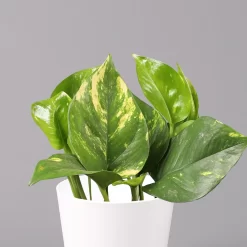 Efeutute Mit Keramiktopf Dallas Weiß, Topf-Ø 12 Cm, Höhe Ca. 15 Cm -Gartengeschäft 0220180105 Epipremum pinn Dallas weiss 2