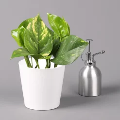 Efeutute Mit Keramiktopf Dallas Weiß, Topf-Ø 12 Cm, Höhe Ca. 15 Cm -Gartengeschäft 0220180105 Epipremum pinn Dallas weiss 3