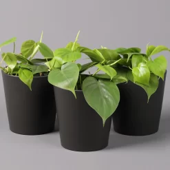Philodendron Scandens In Topf Anthrazit, Topf-Ø 12 Cm, Höhe Ca 20 Cm, 3er-Set