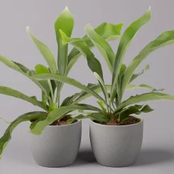 Geweihfarn, Topf-Ø 12 Cm, Höhe Ca. 30 Cm, 2er-Set