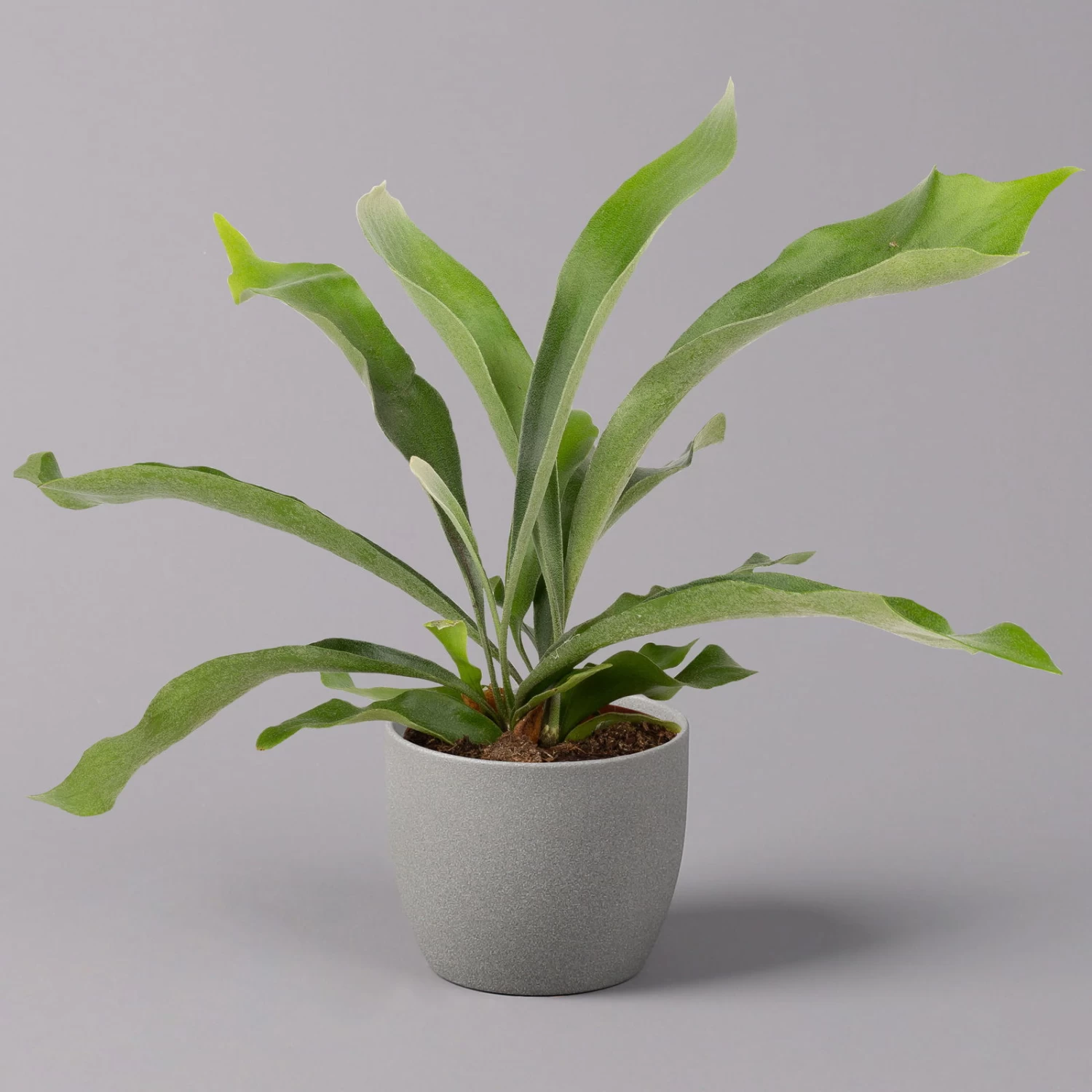 Geweihfarn, Topf-Ø 12 Cm, Höhe Ca. 30 Cm, 2er-Set 2 Geweihfarn, Topf-Ø 12 Cm, Höhe Ca. 30 Cm, 2er-Set – Bild 2