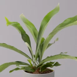 Geweihfarn, Topf-Ø 12 Cm, Höhe Ca. 30 Cm, 2er-Set 9 Geweihfarn, Topf-Ø 12 Cm, Höhe Ca. 30 Cm, 2er-Set -Gartengeschäft 0220190143 Platycerium bifurcatum 12cm 2er Set 3