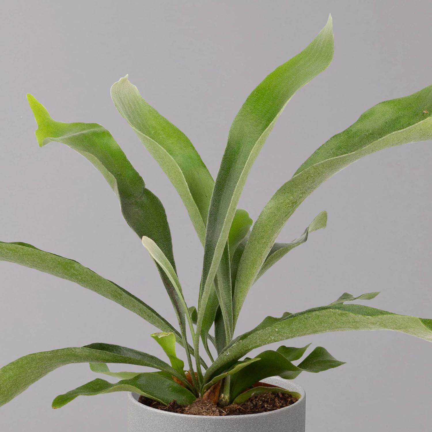 Geweihfarn, Topf-Ø 12 Cm, Höhe Ca. 30 Cm, 2er-Set 3 Geweihfarn, Topf-Ø 12 Cm, Höhe Ca. 30 Cm, 2er-Set – Bild 3