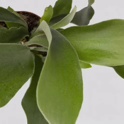 Geweihfarn, Topf-Ø 12 Cm, Höhe Ca. 30 Cm, 2er-Set 11 Geweihfarn, Topf-Ø 12 Cm, Höhe Ca. 30 Cm, 2er-Set -Gartengeschäft 0220190143 Platycerium bifurcatum 2er Set 7