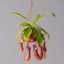 Kannenpflanze, 8-12 Kannen, In Blumenampel, Topf-Ø 14 Cm