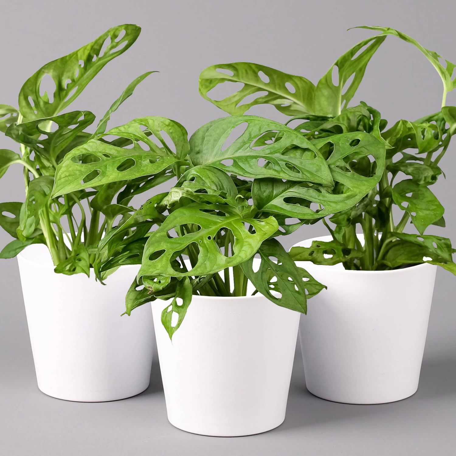 Monstera Adansonii Mit Keramiktopf Weiß, Topf-Ø 12 Cm, Höhe Ca. 25 Cm, 3er-Set 2 Monstera Adansonii Mit Keramiktopf Weiß, Topf-Ø 12 Cm, Höhe Ca. 25 Cm, 3er-Set – Bild 2