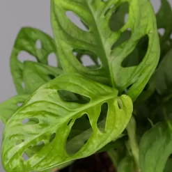 Monstera Adansonii Mit Keramiktopf Weiß, Topf-Ø 12 Cm, Höhe Ca. 25 Cm, 3er-Set 16 Monstera Adansonii Mit Keramiktopf Weiß, Topf-Ø 12 Cm, Höhe Ca. 25 Cm, 3er-Set -Gartengeschäft 0220350047 Monstera adansonii Dallas weiss 4