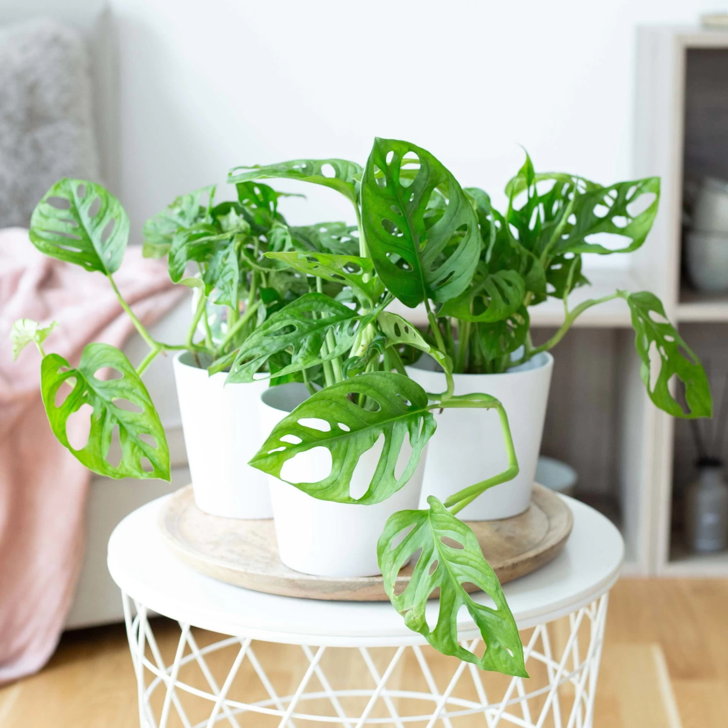 Monstera Adansonii Mit Keramiktopf Weiß, Topf-Ø 12 Cm, Höhe Ca. 25 Cm, 3er-Set 1 Monstera Adansonii Mit Keramiktopf Weiß, Topf-Ø 12 Cm, Höhe Ca. 25 Cm, 3er-Set