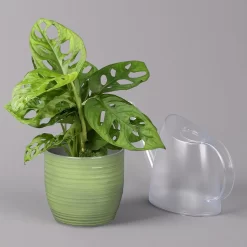 Monstera Adansonii In Keramiktopf Bergamo Grün, Topf-Ø 12 Cm, Höhe Ca. 25 Cm -Gartengeschäft 0220350098 Monstera adans in Uebertopf Bergamo gruen 3