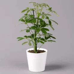 Strahlenaralie 'Nora' Inkl. Übertopf Dallas Weiß, Topf 13 Cm Ø