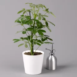 Strahlenaralie 'Nora' Inkl. Übertopf Dallas Weiß, Topf 13 Cm Ø -Gartengeschäft 0220550538 Schefflera Nora im Topf Dallas weiss 3