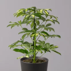 Strahlenaralie 'Gerda' In Keramiktopf Anthrazit, Topf-Ø 13cm, Höhe 55cm, 2er-Set -Gartengeschäft 0220550545 Schefflera Gerda im Topf Dallas anthr 2