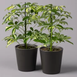 Strahlenaralie 'Gerda' In Keramiktopf Anthrazit, Topf-Ø 13cm, Höhe 55cm, 2er-Set