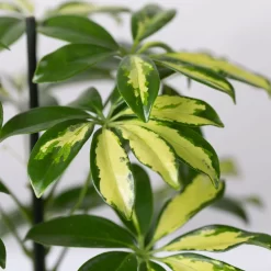 Strahlenaralie 'Gerda' In Keramiktopf Anthrazit, Topf-Ø 13cm, Höhe 55cm, 2er-Set -Gartengeschäft 0220550545 Schefflera Gerda im Topf Dallas anthr 4