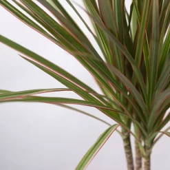 Drachenbaum 'Bicolor' Topf-Ø 13 Cm, Inkl. Keramiktopf Dallas Anthrazit -Gartengeschäft 0221100082 Dracaena marg Bicolor im Dallas anth 42