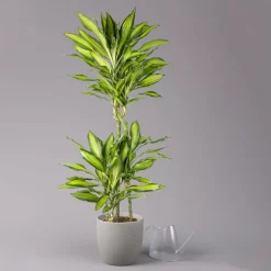 Duftender Drachenbaum 'Cintho Lemon', Topf-Ø 21 Cm, Höhe Ca. 110 Cm -Gartengeschäft 0221300089 Dracaena Cintho Lemon 21cm 3 114638