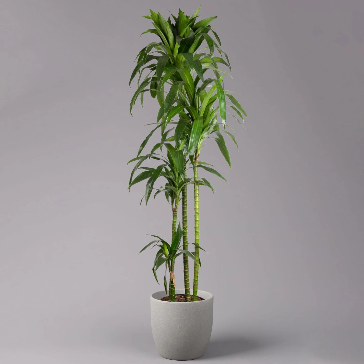 Duftender Drachenbaum 'Janet Craig', Topf-Ø 24 Cm, Höhe Ca. 180 Cm 1 Duftender Drachenbaum 'Janet Craig', Topf-Ø 24 Cm, Höhe Ca. 180 Cm