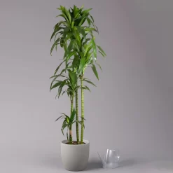 Duftender Drachenbaum 'Janet Craig', Topf-Ø 24 Cm, Höhe Ca. 180 Cm 8 Duftender Drachenbaum 'Janet Craig', Topf-Ø 24 Cm, Höhe Ca. 180 Cm -Gartengeschäft 0221500024 Dracaena frag Janet Craig Lisa 27 cm 3