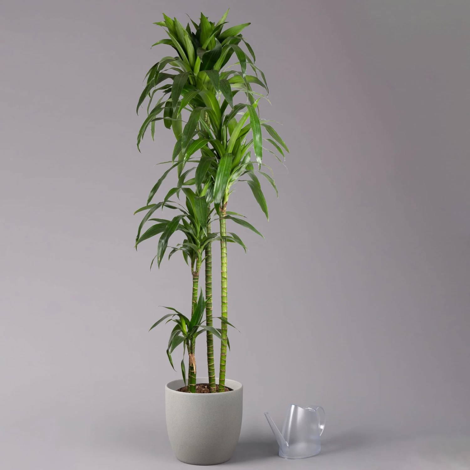 Duftender Drachenbaum 'Janet Craig', Topf-Ø 24 Cm, Höhe Ca. 180 Cm 3 Duftender Drachenbaum 'Janet Craig', Topf-Ø 24 Cm, Höhe Ca. 180 Cm – Bild 3