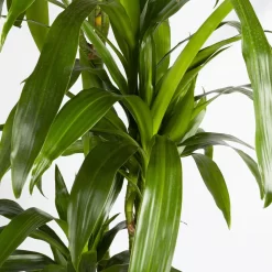 Duftender Drachenbaum 'Janet Craig', Topf-Ø 24 Cm, Höhe Ca. 180 Cm 9 Duftender Drachenbaum 'Janet Craig', Topf-Ø 24 Cm, Höhe Ca. 180 Cm -Gartengeschäft 0221500024 Dracaena frag Janet Craig Lisa 27 cm 4