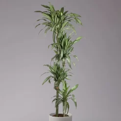 Duftender Drachenbaum 'Ulises', Topf-Ø 27 Cm, Höhe Ca. 170 Cm