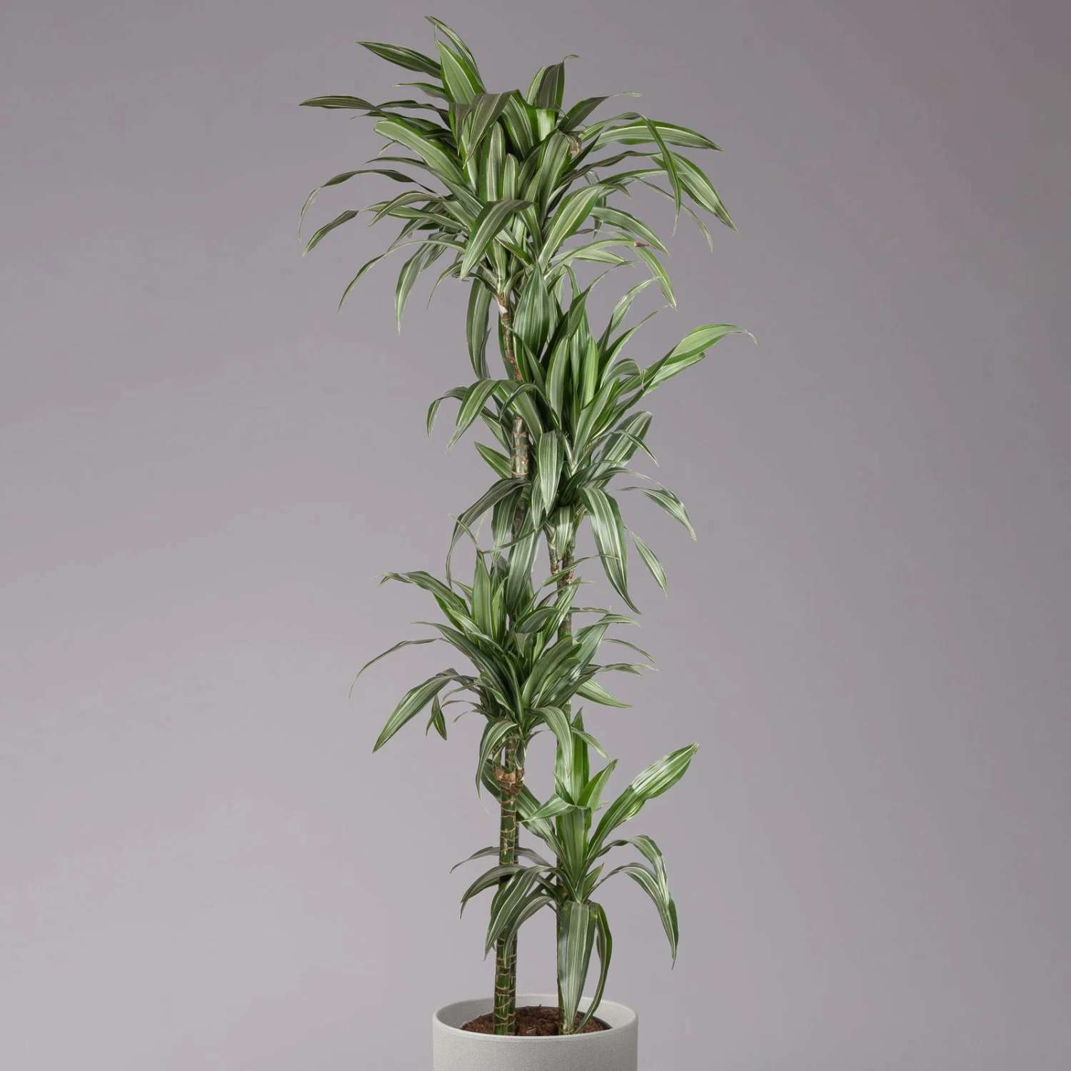 Duftender Drachenbaum 'Ulises', Topf-Ø 27 Cm, Höhe Ca. 170 Cm 1 Duftender Drachenbaum 'Ulises', Topf-Ø 27 Cm, Höhe Ca. 170 Cm