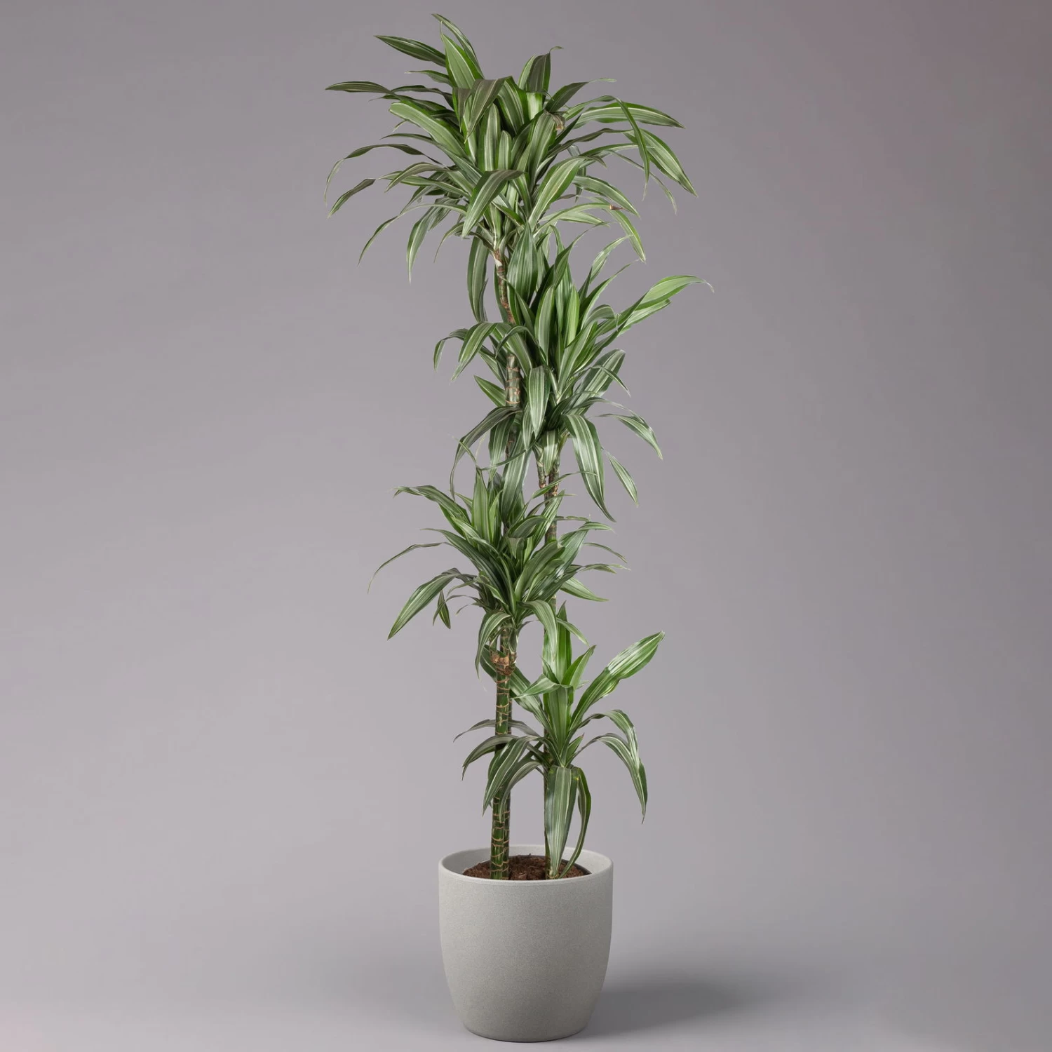 Duftender Drachenbaum 'Ulises', Topf-Ø 27 Cm, Höhe Ca. 170 Cm 2 Duftender Drachenbaum 'Ulises', Topf-Ø 27 Cm, Höhe Ca. 170 Cm – Bild 2