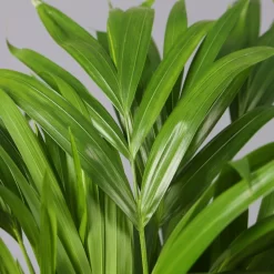 Goldfruchtpalme In Übertopf Vibes Weiß, Topf-Ø 13 Cm, Höhe Ca. 20-30 Cm, 2er-Set -Gartengeschäft 0222200032 Dypsis lutescens in Topf Tusca 42