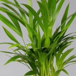 Goldfruchtpalme In Übertopf Vibes Weiß, Topf-Ø 13 Cm, Höhe Ca. 20-30 Cm, 2er-Set -Gartengeschäft 0222200053 0222200054 0222200055 0222200056 Dypsis lutescens 124873