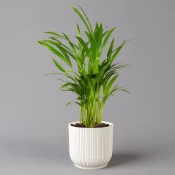 Goldfruchtpalme In Übertopf Vibes Weiß, Topf-Ø 13 Cm, Höhe Ca. 20-30 Cm, 2er-Set -Gartengeschäft 0222200053 Dypsis lutescens in uebertopf weiss 2er Set Elho Vibes 124874