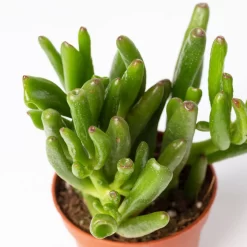 Sukkulenten Im Dekotopf 'Glazed Pink', Verschiedene Arten, Topf-Ø 6 Cm, 3er-Set -Gartengeschäft 0225200733 Sukkulenten Set in Topf Scandic terrac 3er Set 10