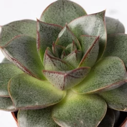 Sukkulenten Im Dekotopf 'Glazed Pink', Verschiedene Arten, Topf-Ø 6 Cm, 3er-Set -Gartengeschäft 0225200733 Sukkulenten Set in Topf Scandic terrac 3er Set 11