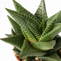 Sukkulenten Im Dekotopf 'Glazed Pink', Verschiedene Arten, Topf-Ø 6 Cm, 3er-Set -Gartengeschäft 0225200733 Sukkulenten Set in Topf Scandic terrac 3er Set 12