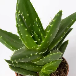 Sukkulenten Im Dekotopf 'Glazed Pink', Verschiedene Arten, Topf-Ø 6 Cm, 3er-Set -Gartengeschäft 0225200733 Sukkulenten Set in Topf Scandic terrac 3er Set 13