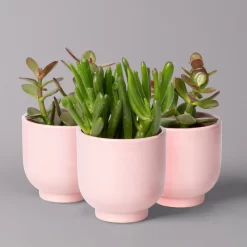 Sukkulenten Im Dekotopf 'Glazed Pink', Verschiedene Arten, Topf-Ø 6 Cm, 3er-Set