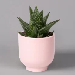 Sukkulenten Im Dekotopf 'Glazed Pink', Verschiedene Arten, Topf-Ø 6 Cm, 3er-Set -Gartengeschäft 0225200736 Sukkulenten Set in Topf Glazed Pink 3er Set 3