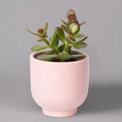 Sukkulenten Im Dekotopf 'Glazed Pink', Verschiedene Arten, Topf-Ø 6 Cm, 3er-Set -Gartengeschäft 0225200736 Sukkulenten Set in Topf Glazed Pink 3er Set 5