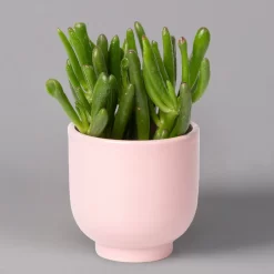 Sukkulenten Im Dekotopf 'Glazed Pink', Verschiedene Arten, Topf-Ø 6 Cm, 3er-Set -Gartengeschäft 0225200736 Sukkulenten Set in Topf Glazed Pink 3er Set 6