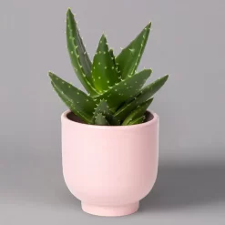 Sukkulenten Im Dekotopf 'Glazed Pink', Verschiedene Arten, Topf-Ø 6 Cm, 3er-Set -Gartengeschäft 0225200736 Sukkulenten Set in Topf Glazed Pink 3er Set 7